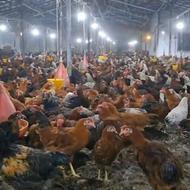 فروش نیمچه مرغ 3ماه اصلاح نژاد