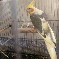 عروس هلندی