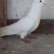 کبوتر خوشکل