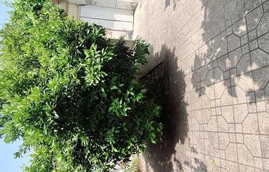 فروش ویلا 320 متر در خیابان 17شهریور