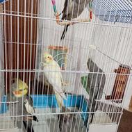 عروس هلندی نروماده چهارتانردوتاماده
