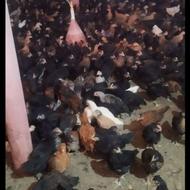 جوجه مرغ جهادی شهرضا دهاقان