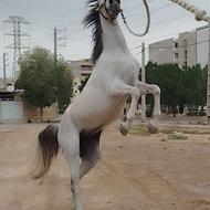 مادیان عرب نژدا حمدانی