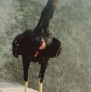 6عدد جوجه لاری اصل افغان 5ماهه