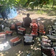 خرید سر درختی
