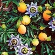 نهال پیچ پشن فروت سردسیری