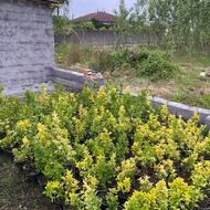 شمشاد طلایی