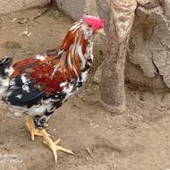 مرغ و خروس گلین