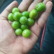 گوجه سبز(خوش خوراک مخصوص ترشی)