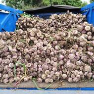 فروش سیر طارم