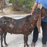 چپش پاکستانی اصل