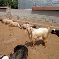 بز کل براری تخمی