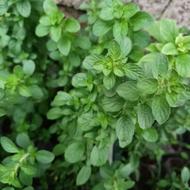 صیفی جات کاکوتی نعنا فلفل گوجه خیار