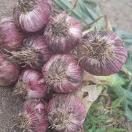 سیر ضایعات وعلفی