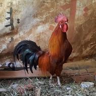 خروس فونیکس