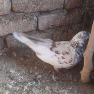 سه تا کبوترکسی خاست در خدمتیم کله دم سبز