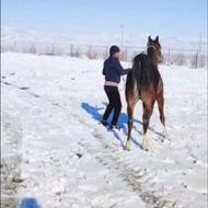 مادیان اسب کورد و کره دست و پا سالم