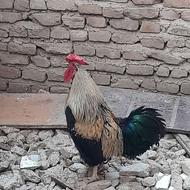 خروس محلی چهل تاج صابونی