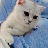 گربه اسکاتیش
