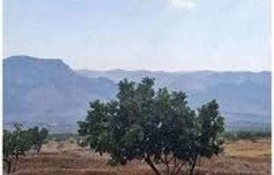 90 گوده انجیر ثمری