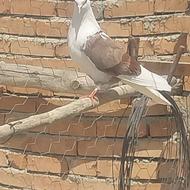 کفتر فروشی خوب
