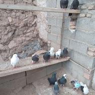 کبوتر پرشی خانگی