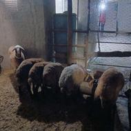 گوسفند بره چاق