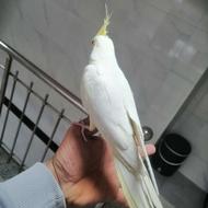 عروس هلندی جفت