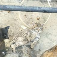 یک گربه ی ماده و سه بچه گربه
