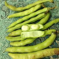 باقالی تازه چین دانه پرتروتازه