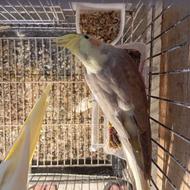 طوطی عروس کار داده