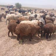 میش زایده بره بزرگ