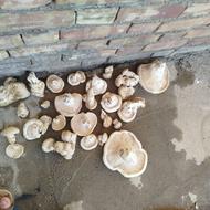 قارچ کوهستانی اصل