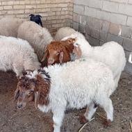 بره صادراتی