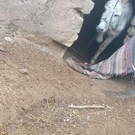 خر نر گوسفندی