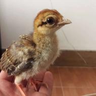 جوجه قرقاول سیلور 20 روزه