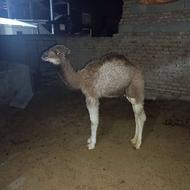 بچه شتر شیر خوار خوراک خور