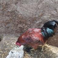 فروش دو عدد خروس سالم سر حال