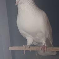 کبوتر پرش نروماده