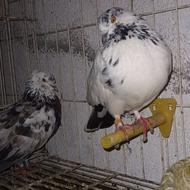 کبوتر سوسکی