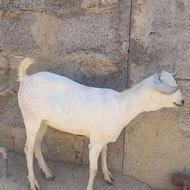 فروش کیسه صومال اصل همه چیز تمام