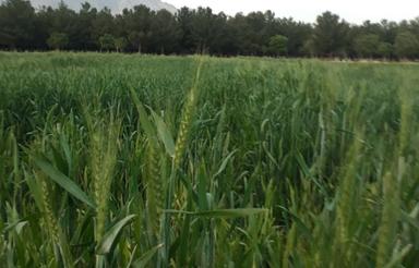 زمین دوبر راه 5500 متر ثبت درجهاد دارای آب کانال