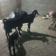 بز آبستن و کهره دار