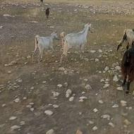 بز دورگ و کهره مادش