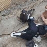 کبوتر......