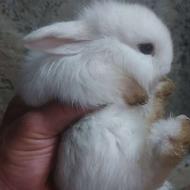 بچه خرگوش جرسی
