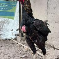 خروس لاری افغان وحشی