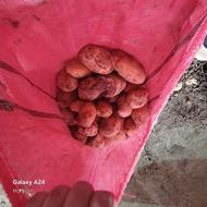 سیب زمینی خوراکی و بذری