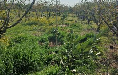 باغ شلیل درختان پر بار،آبیاری قطره ای ،دارای گاز و حق آبه