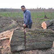 خرید نقدی انواع چوب و درخت باغی 7000